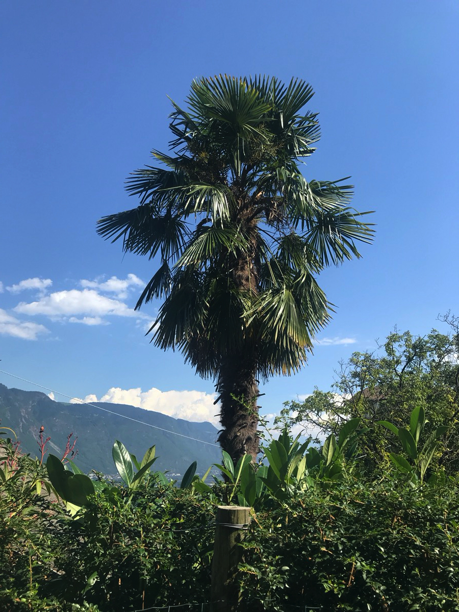 Am Ende der Wanderung haben mich die Kinder fast auf die Palme gebracht.