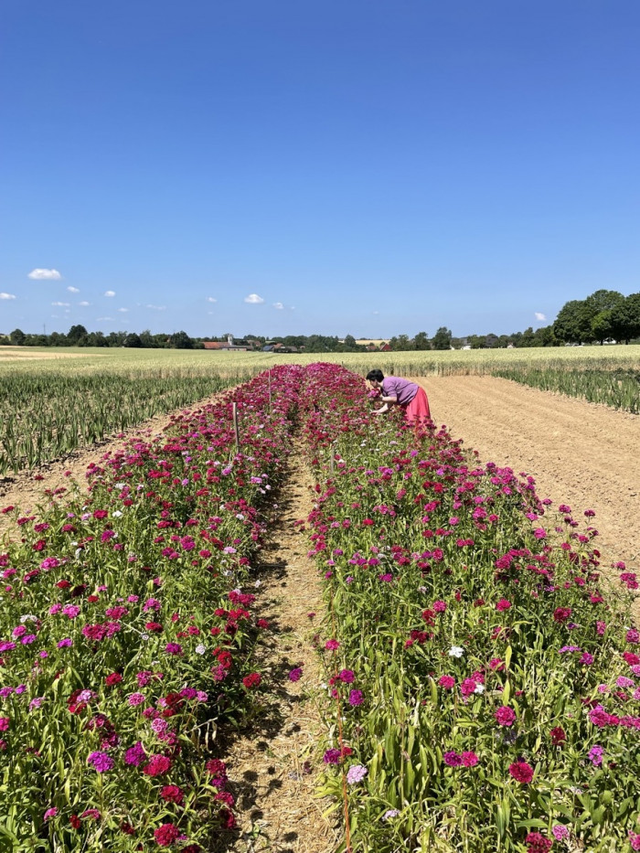 Blumen und Windr&auml;der