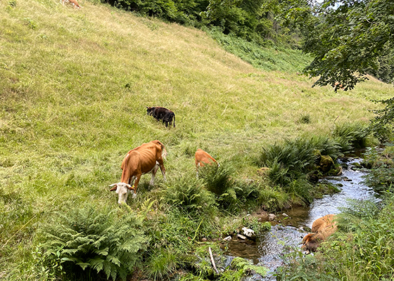 Mit dem Flugtaxi von M&uuml;nchen in den Schwarzwald