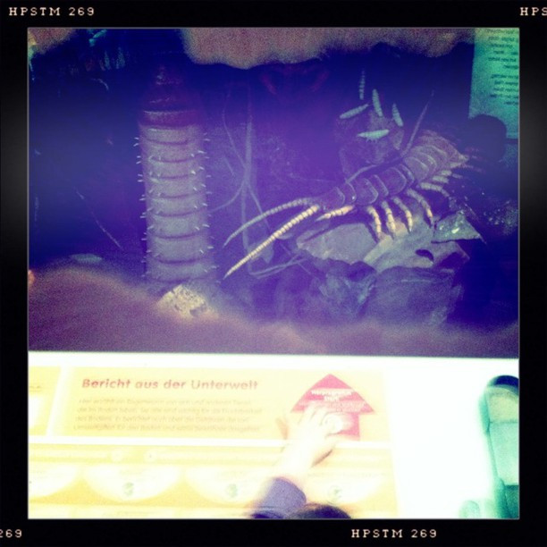 Da ist er wieder. Mein Lieblingsregenwurm.