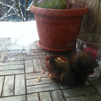 Der neue Nachbar kommt zum Fr&uuml;hst&uuml;ck vorbei.