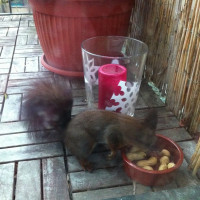 T&auml;glich gr&uuml;&szlig;t das Eichh&ouml;rnchentier