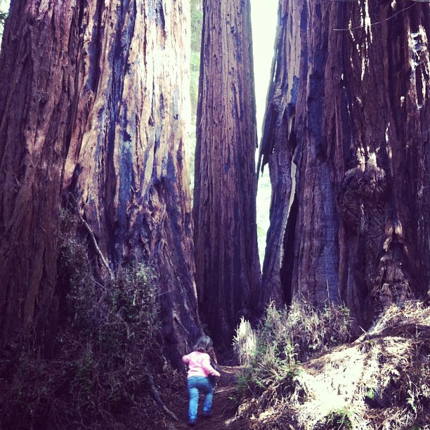 Links ein Baum, rechts ein Baum und dazwischen Zwischenraum