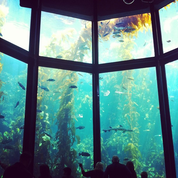 Monterey Bay Aquarium