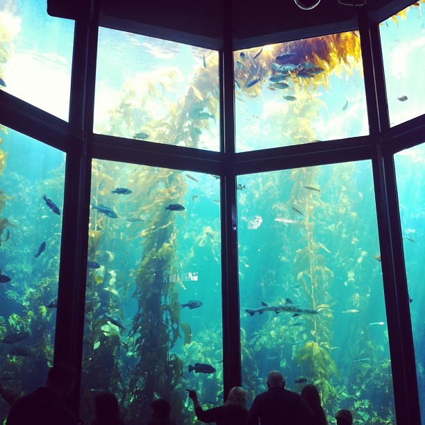 Monterey Bay Aquarium