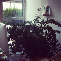 Kann diese Topfpflanze den Kollegen @onyildi ersetzen? Wir testen das mal, so lange er urlaubt.