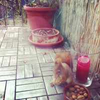 Return of the Puschel