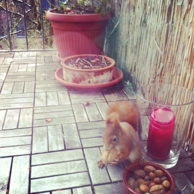 Return of the Puschel