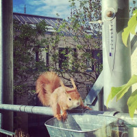 Good old friend is back