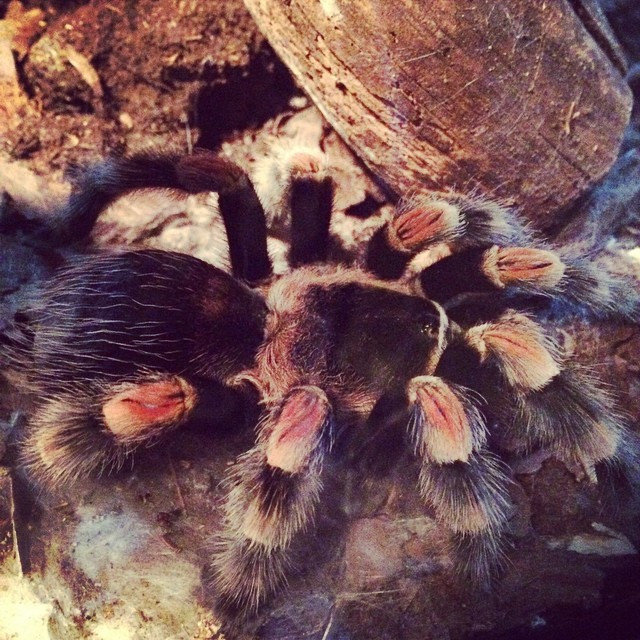 "In der Regel f&uuml;r den Menschen ungef&auml;hrlich"