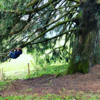 Da h&auml;ngt was am Baum