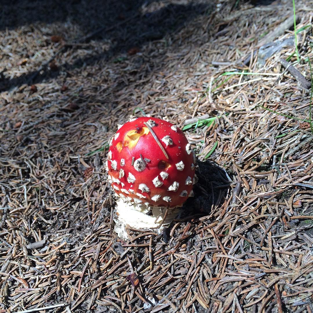 Was ist das f&uuml;r 1 Pilz? 🇸🇪