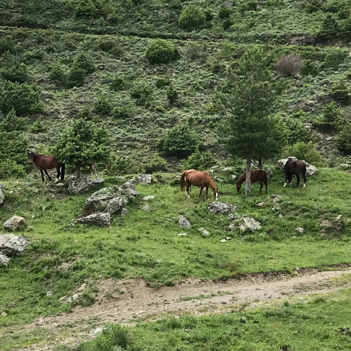 Castellare-di-Mercurio ist schon wieder so ein Bergdorf, wo die Stra&szlig;e aufh&ouml;rt. Insgesamt 33 Einwohn