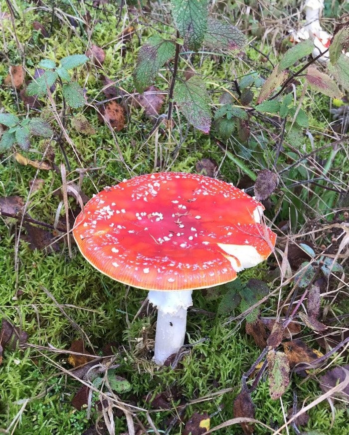 2 Tage lang im Pf&auml;lzer Wald rumgelaufen. &Uuml;berall im Wald stehen Felsen und alte Burgruinen. Abends i