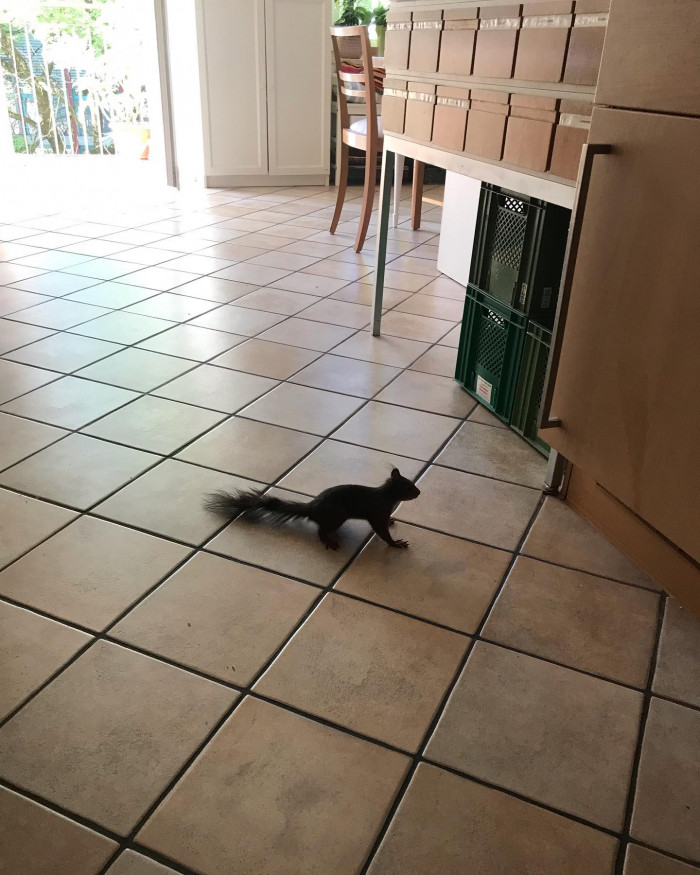 Weil keine N&uuml;sse mehr drau&szlig;en stehen, stellt es sich jetzt direkt vorm K&uuml;hlschrank an.