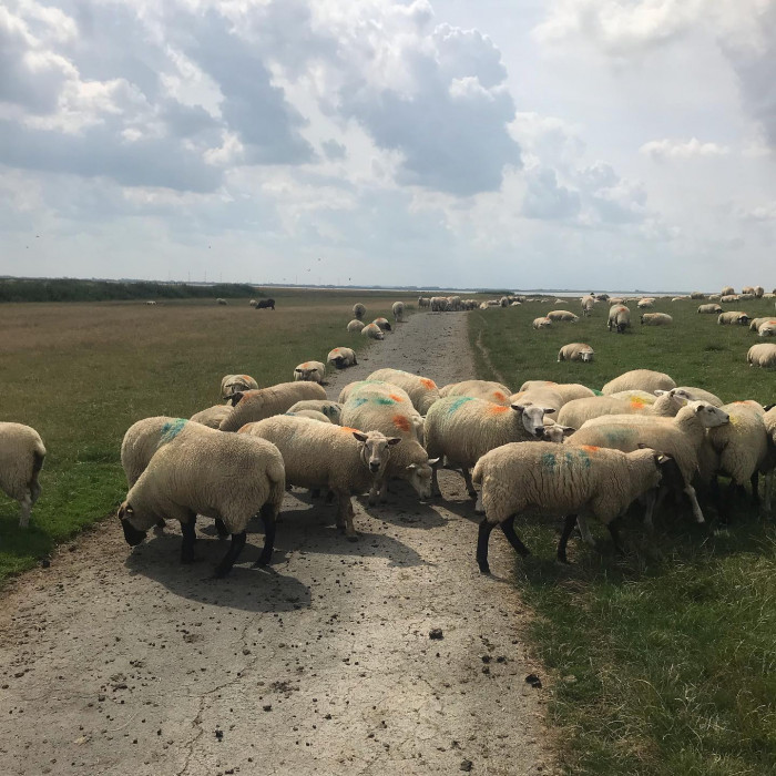 Tag 2: Es geht von Gl&uuml;ckstadt nach Brunsb&uuml;ttel.  Gleich von Gl&uuml;ckstadt aus hat man schon perfekten F