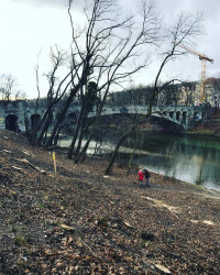 Deutliche Rodung an der