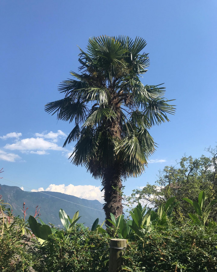 Die Hänge Südtirols sind voll mit Apfelbäumen und Weinreben. Früher wurden die Pflanzen mit kün