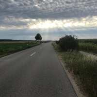 Fr&uuml;h am Morgen guckt noch kurz die Sonne durch. Aber die Sonnenblumen und das Rotwild lassen schon d