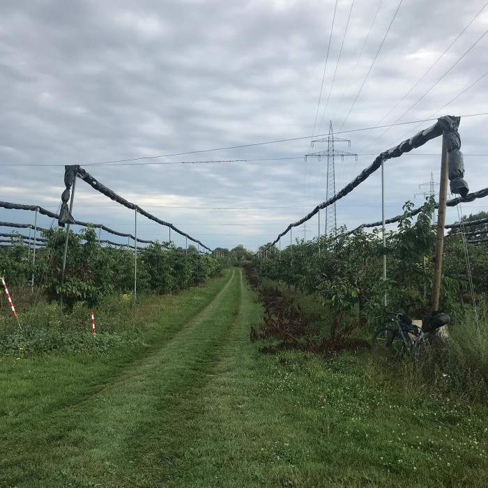 Fr&uuml;h am Morgen guckt noch kurz die Sonne durch. Aber die Sonnenblumen und das Rotwild lassen schon d