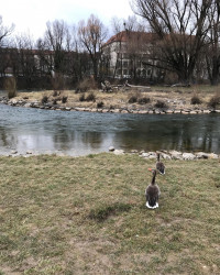 Moin M&uuml;nchen 🦆