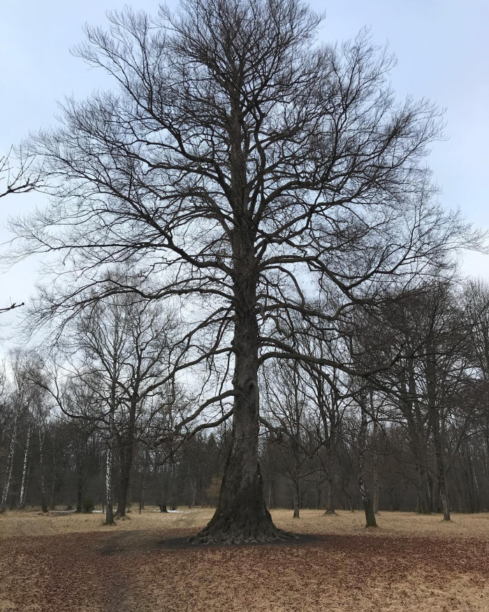 Spaziergang auf die gute Art. Hab einen Baum fotografiert und hab fotografiert, wie @ivoheckmann den
