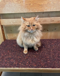 Hi, ich bin die Hauskatze vom Rotwandhaus.